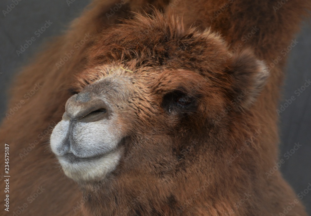 Camel at zoo