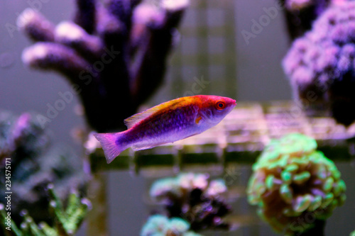 Multicolor Lubbock Fairy Wrasse - (Cirrhilabrus lubbocki)  photo