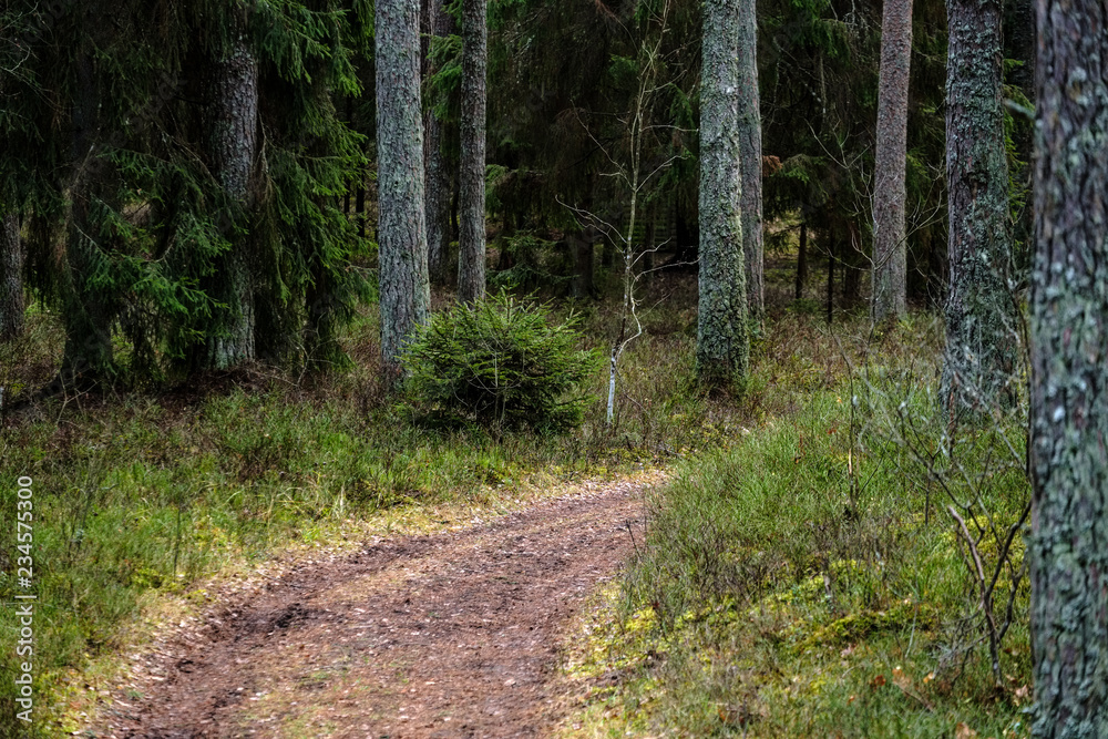 dirt road in clean pine tree forest dirt road in clean pine tree forest