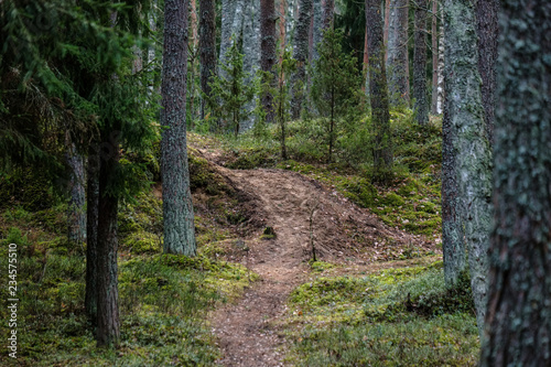 dirt road in clean pine tree forest