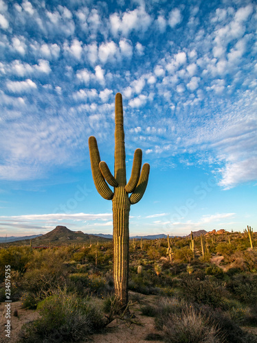 Arizona Saguaro cactus with clouds in desert preserve in Scottsdale.