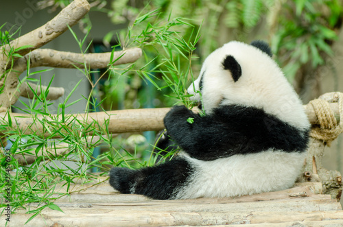 Fototapeta Naklejka Na Ścianę i Meble -  giant panda eating green bamboo leaves