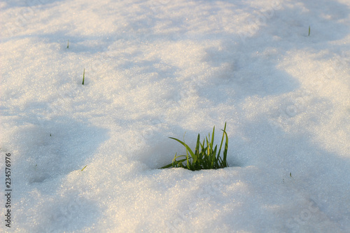 Canvas Print Green grass hummocks covered with snow