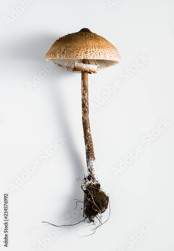 parasol mushroom on the White background. (Macrolepiota procera or Lepiota procera)