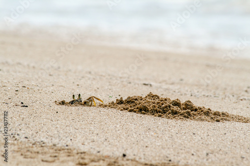 ghost crab making a home photo