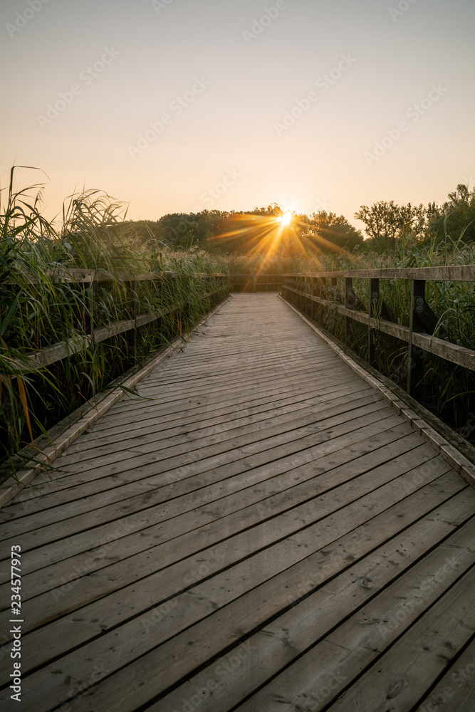 Wooden bridge over a reed field at sunrise