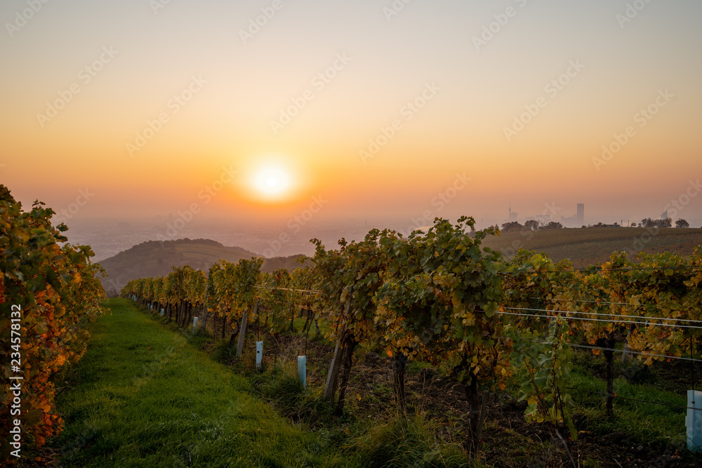 The early morning sun is glowing over a vineyard on the Kahlenberg near Vienna