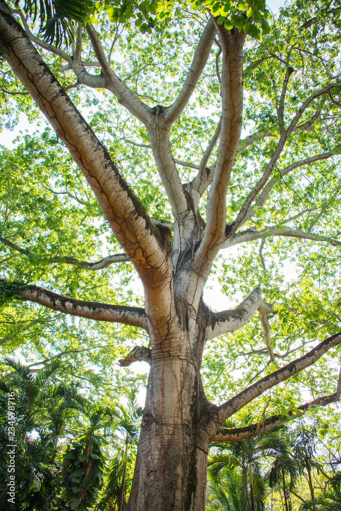 árbol con follaje verde y grandes ramas a contra luz árbol con follaje verde y grandes ramas a contra luz