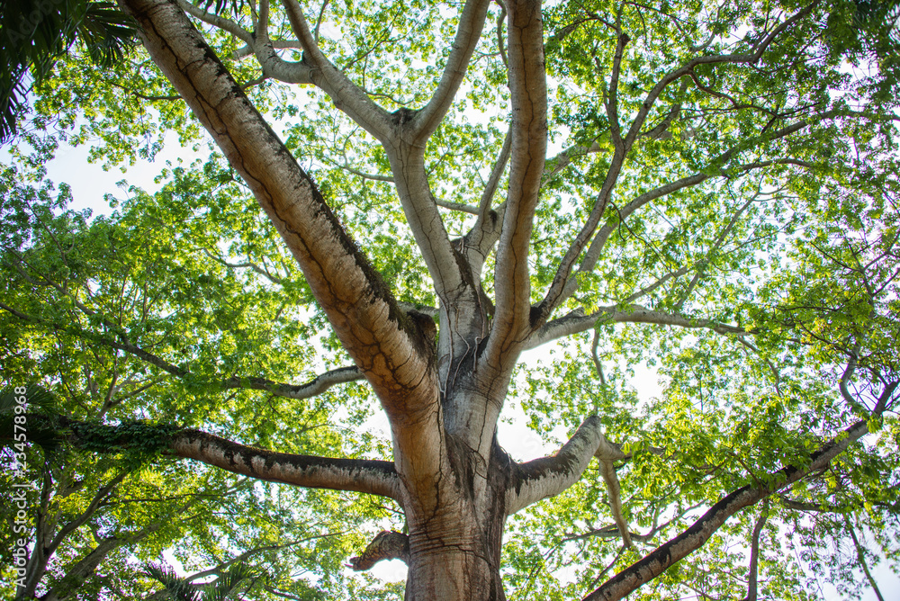 árbol con follaje verde y grandes ramas a contra luz árbol con follaje verde y grandes ramas a contra luz