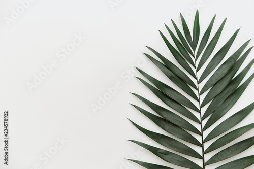 Flat lay tropical palm leaf. Minimal background © victoria