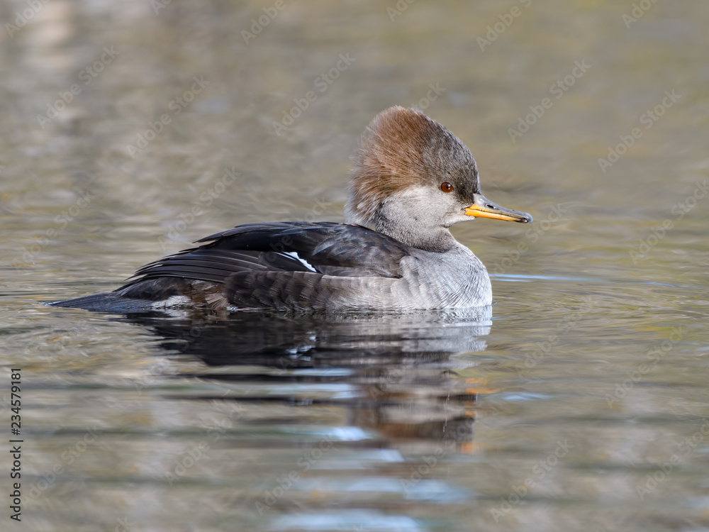 Female Hooded Merganser Swimming in Fall Female Hooded Merganser Swimming in Fall