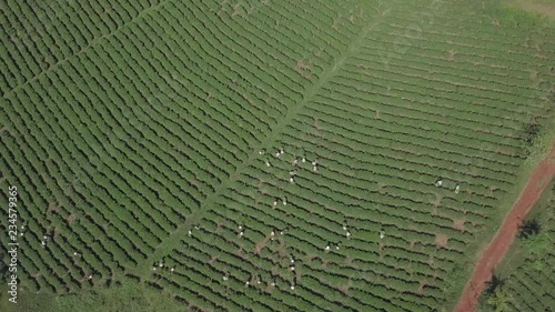 2K Aerial top view of the workers in commercial tea plantations in Vietnam. Plantation workers. Experienced pickers pick the tea leaves manually. 