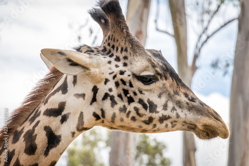 Canvas Print portrait of a giraffe