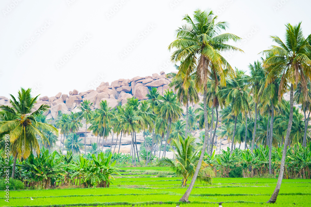 Beautiful green rice fields surrounded by lush palm trees. Hampi, Karnataka, India. Beautiful green rice fields surrounded by lush palm trees. Hampi, Karnataka, India.