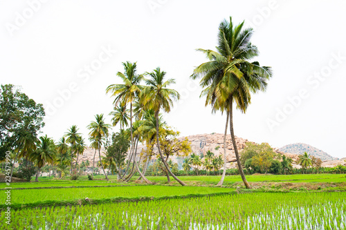 Beautiful green rice fields surrounded by lush palm trees. Hampi, Karnataka, India.