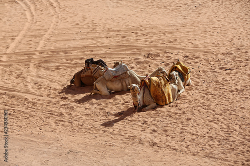 camel in desert