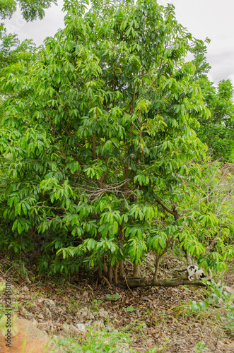 Tree Of The Soursop Fruit