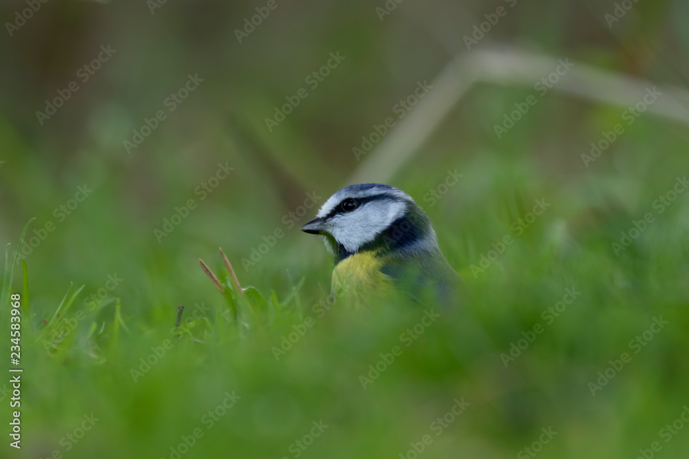 Obraz premium blue tit close up posing amongst grass and pine branches during early morning in november, scotland.