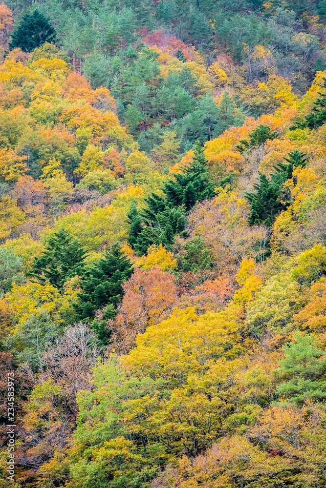 Beautiful landscape a lot of tree with colorful leaf around the mountain Beautiful landscape a lot of tree with colorful leaf around the mountain
