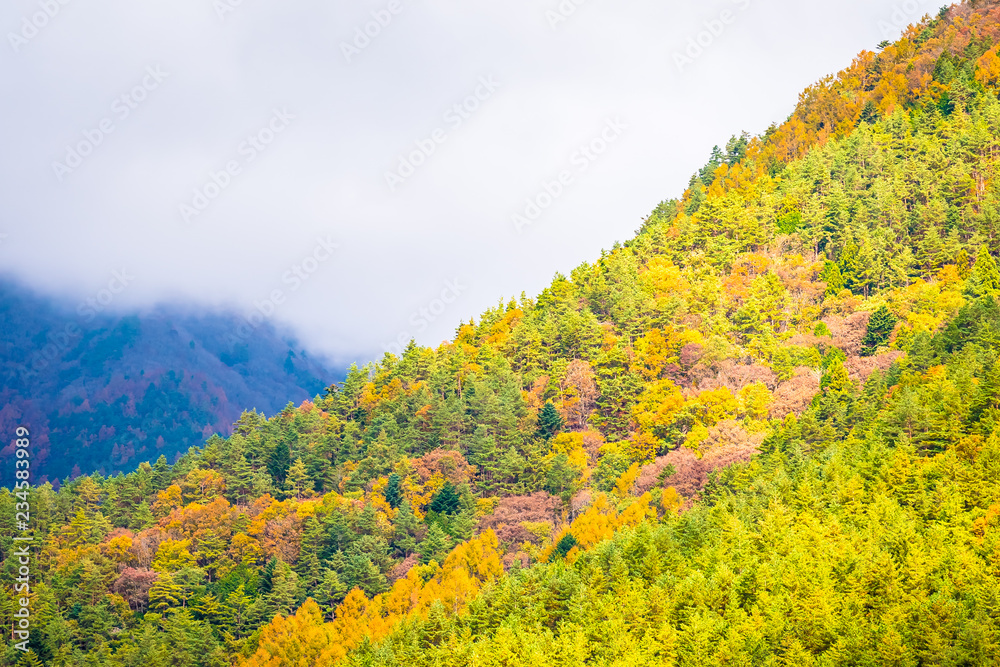 Beautiful landscape a lot of tree with colorful leaf around the mountain