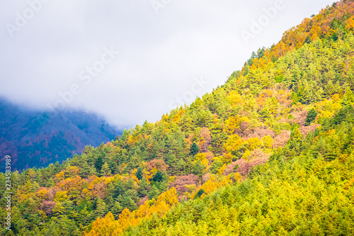Fototapeta Naklejka Na Ścianę i Meble -  Beautiful landscape a lot of tree with colorful leaf around the mountain