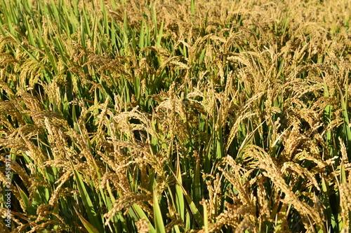 Mature rice in the field photo