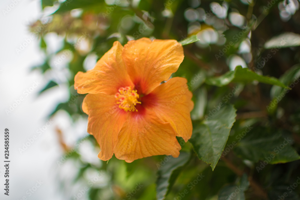 Flor Flor