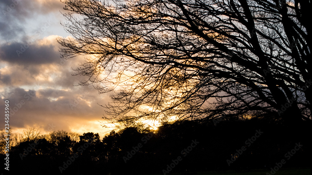 Bare branches of tree in silhouette at sunset in winter. Phoenix Park, Dublin, Ireland. Bare branches of tree in silhouette at sunset in winter. Phoenix Park, Dublin, Ireland.