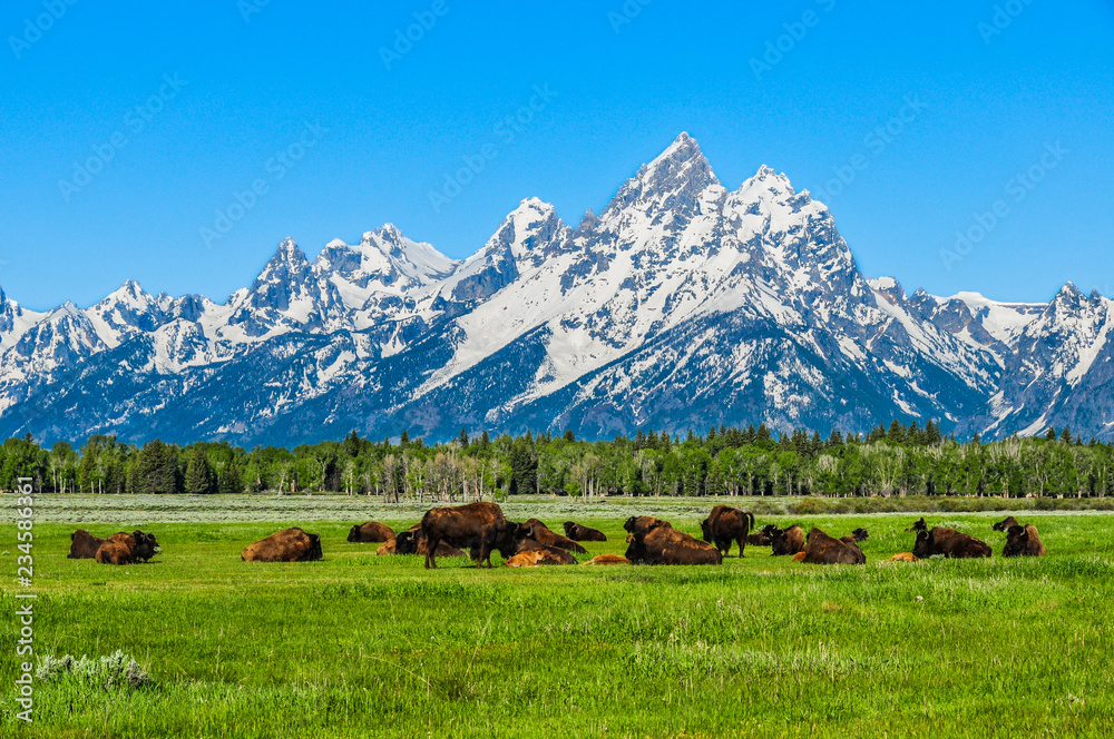 Naklejka premium Bison and Grand Tetons