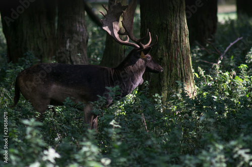 Fallow deer stag with large antlers standing in the woods with threes in the background. © Barry