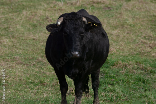 Fototapeta Naklejka Na Ścianę i Meble -  cow in field