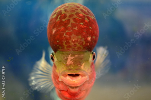 Flowerhorn Cichlid
