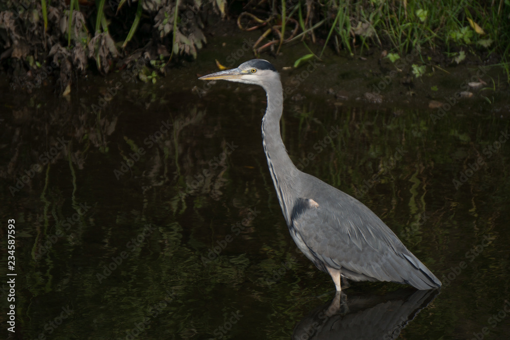 Naklejka premium Common Heron / Grey Heron (Ardea cinerea) wading in a river hunting for fish. Close up with foliage in background.