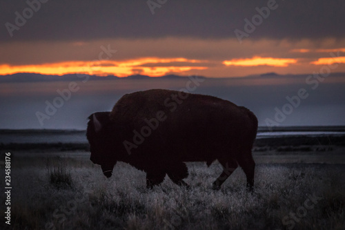 Bison against sunset