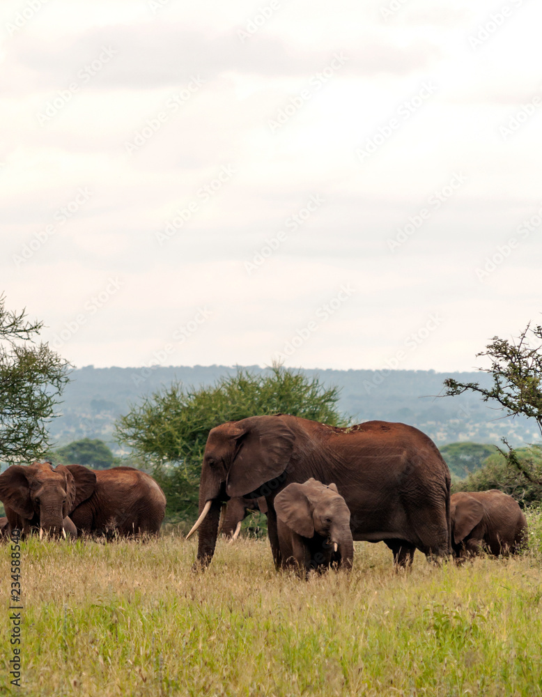 Elephants in the prairies with acacias from Kenya on a cloudy day Elephants in the prairies with acacias from Kenya on a cloudy day
