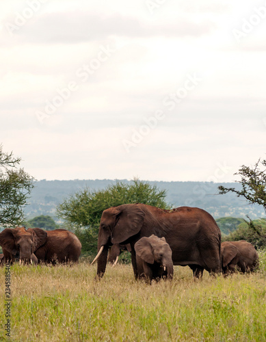 Elephants in the prairies with acacias from Kenya on a cloudy day photo