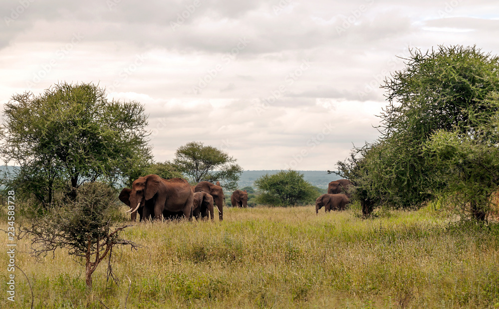 Elephants in the prairies with acacias from Kenya on a cloudy day
