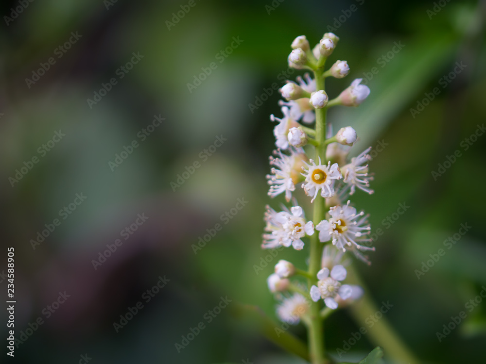 Beautiful pink flowers in the garden, shallow depth of field. Beautiful pink flowers in the garden, shallow depth of field.