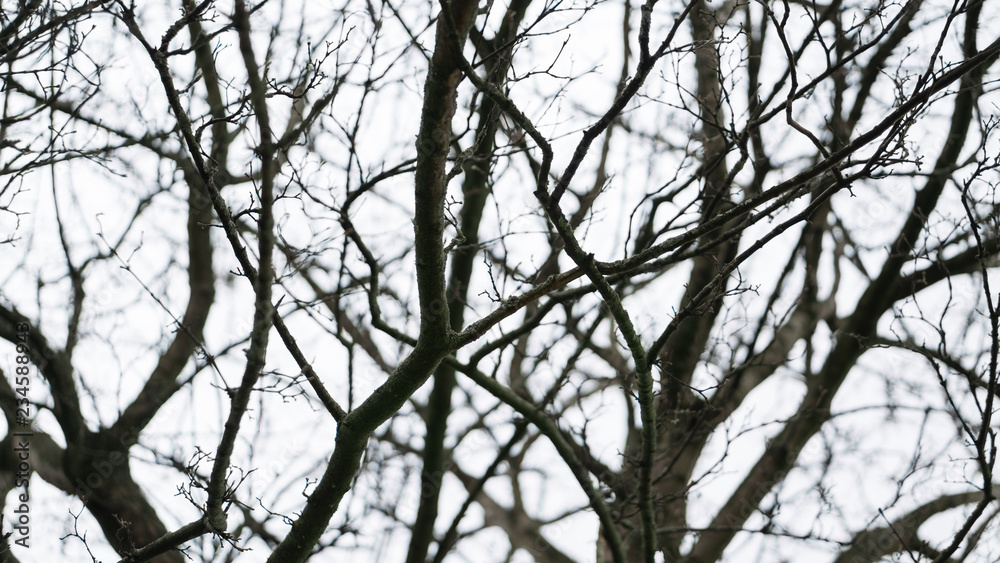Bleak scene of bare tree branches in winter against an overcast white sky. Bleak scene of bare tree branches in winter against an overcast white sky.