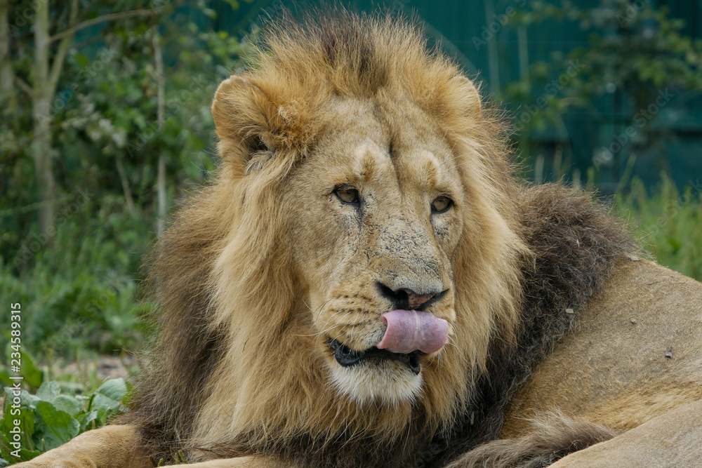 Male lion with thick mane has his tongue out and is licking his nose.