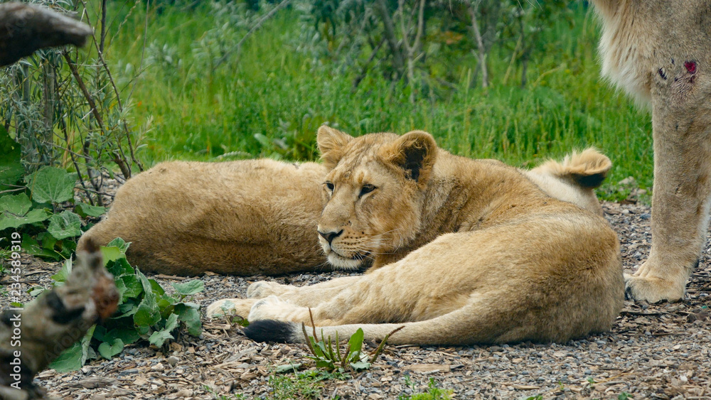 oung Asian / Asiatic Lion cub lying on the ground with head raised after sleeping with his mother close by and another cub in the background. oung Asian / Asiatic Lion cub lying on the ground with head raised after sleeping with his mother close by and another cub in the background.