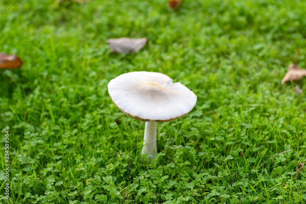 mushroom in the grass