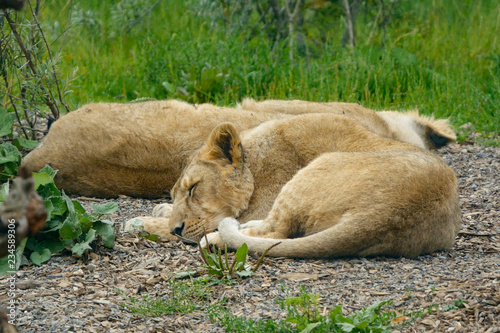 Young Asian   Asiatic Lion cub lying on the ground sleeping with another juvenile lion and grass in the background.