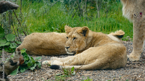 oung Asian   Asiatic Lion cub lying on the ground with head raised after sleeping with his mother close by and another cub in the background.