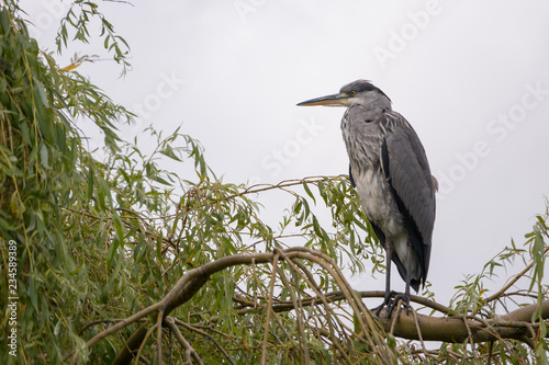Adult Grey Heron / Ardea cinerea portrait perched on a branch in a Willow tree
