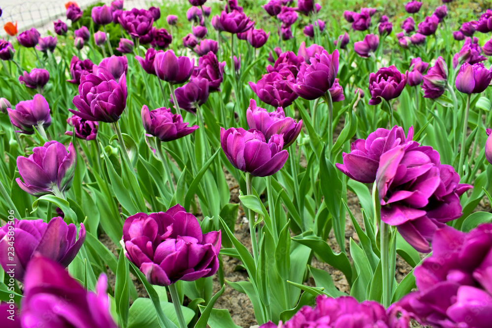 Fototapeta premium pink tulips in the garden