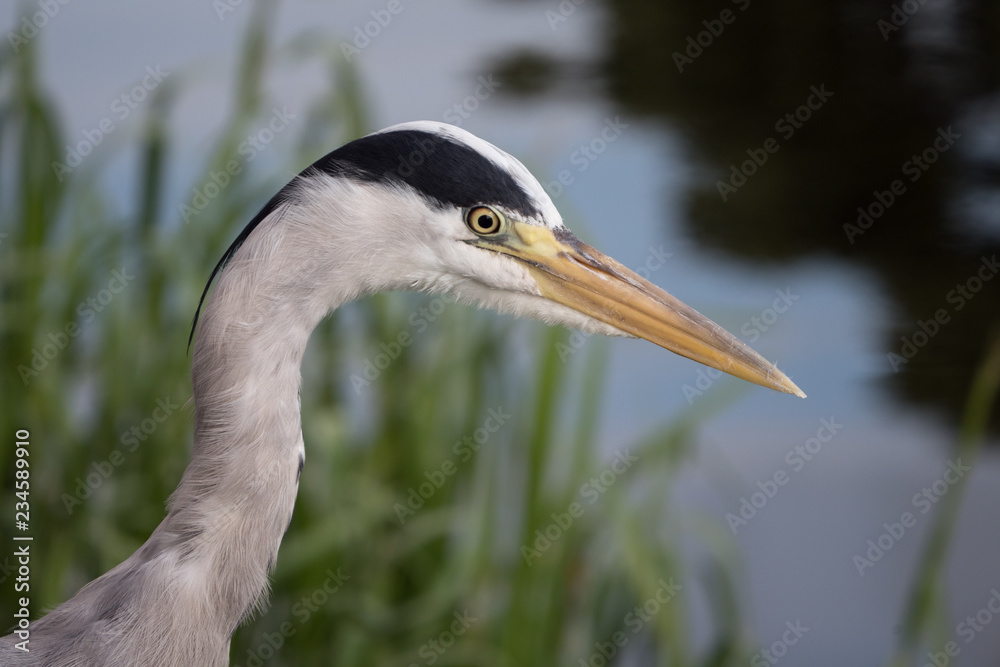 Head shot portrait of grey heron standing by the river looking into the water