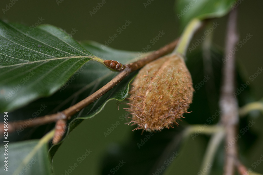 Beech nut on a beech tree in the autumn with shallow depth of field Beech nut on a beech tree in the autumn with shallow depth of field