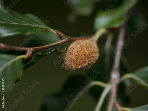 Bild auf Leinwand Beech nut on a beech tree in the autumn with shallow depth of field