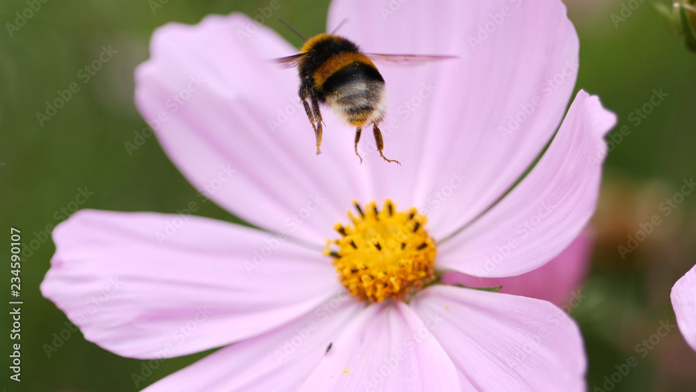 Bumble bee in flight, just about to land on a pink flower to collect pollen. Bumble bee in flight, just about to land on a pink flower to collect pollen.